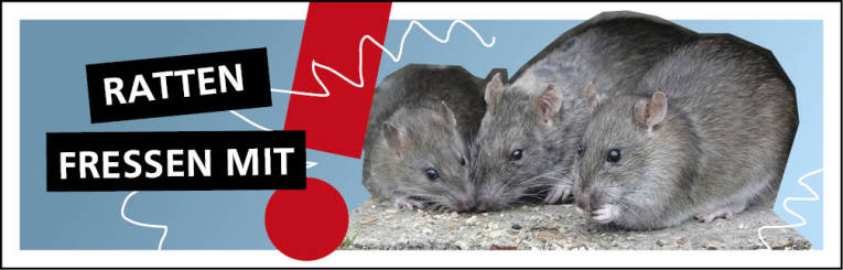 Ratten fressen umherliegende Lebensmittel und Futterreste