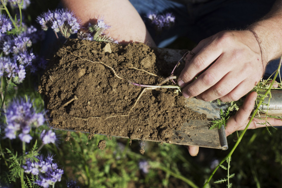 Spaten mit Erde darauf, auf blühender Wiese, Bild © Daniel Delang / Ökomodellregion