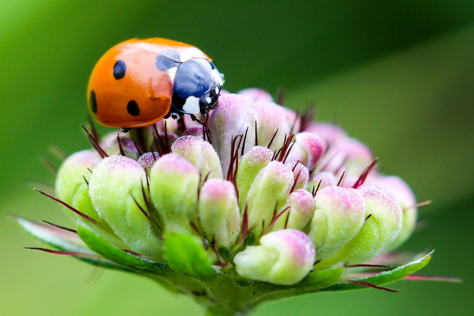 Marienkäfer auf Blume, Bild © Der Silent / pixabay