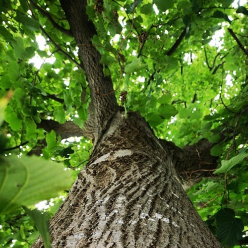 Baum © www.pixabay.de