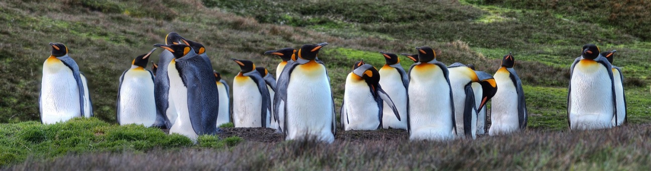 Pinguine, Bild © Pixabay