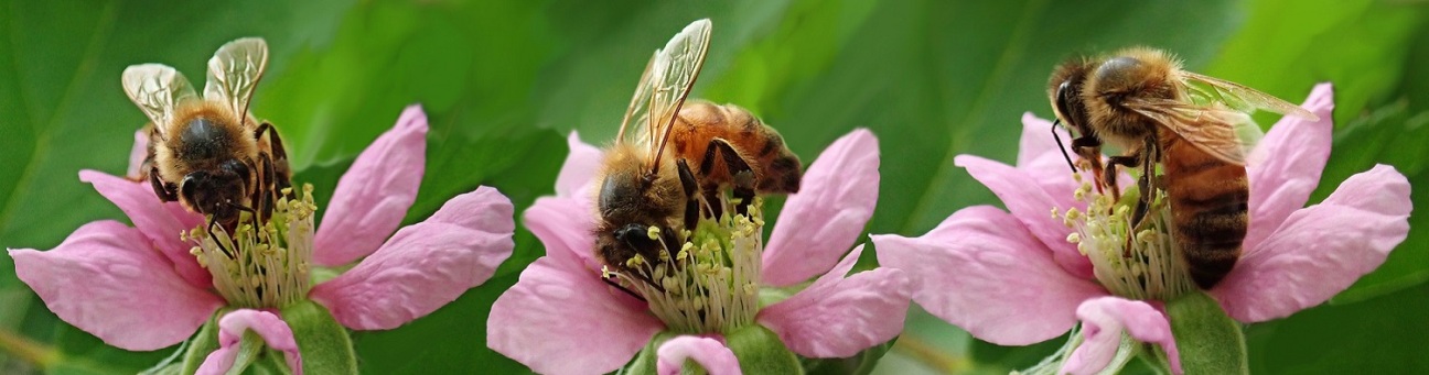 Bienen, Bild © Pixabay