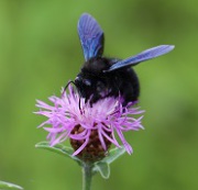 Blauschwarze Holzbiene auf einer Flockenblume