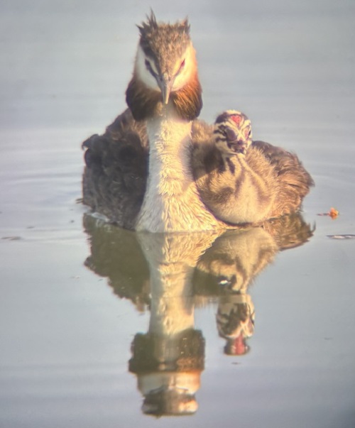 Haubentaucher mit Jungem © Energie- und Umweltstation Nürnberg