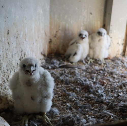 Junge Wanderfalken auf der Nürnberger Burg © Dr. Stefan Böger