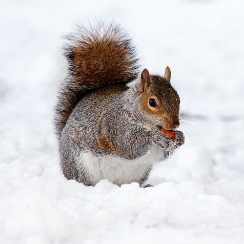 Eichhörnchen im Schnee © Pixabay