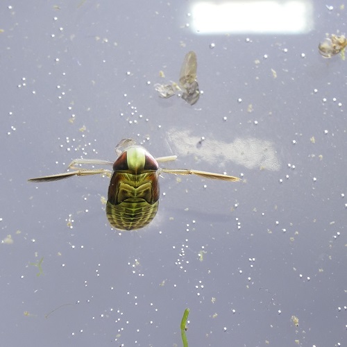 Rückenschwimmer © EUW / Stadt Nürnberg