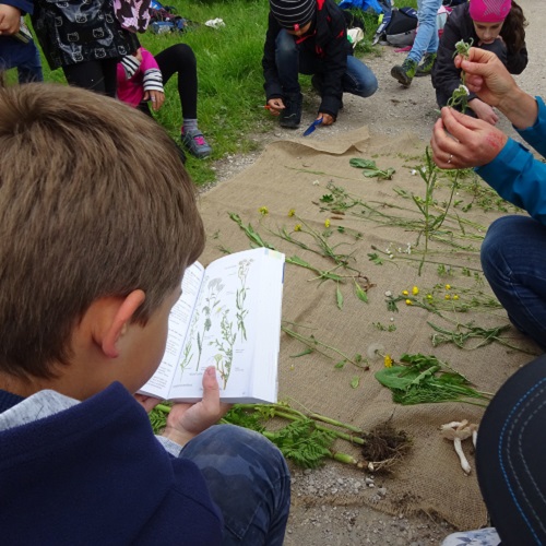 Pflanzen auf Tuch © EUW / Stadt Nürnberg