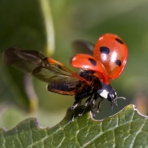 Marienkäfer © Pixabay