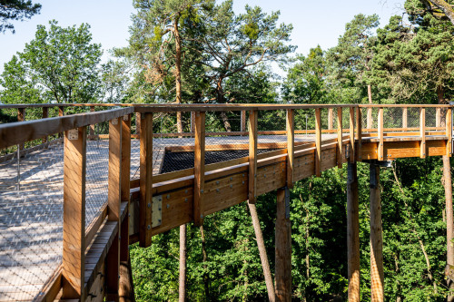 Der Klimawaldpfad im Tiergarten Nürnberg führt Besucherinnen und Besucher 450 Meter durch die Baumwipfel. Ab Freitag, 26. Juli 2024, 10 Uhr, ist er für Gäste des Tiergartens geöffnet.