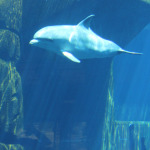 Delfin in der Lagune im Tiergarten Nürnberg