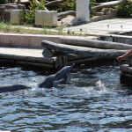Delfinfütterung im Tiergarten Nürnberg