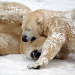 Die Eisbären Vera und Nanuq verganenen Winter im Nürnberger Tiergarten.