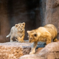 Die jungen Löwen im Tiergarten Nürnberg