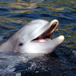 Delfin Dörte Mai 2023