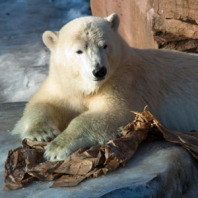 Eisbär im Nürnberger Tiergarten