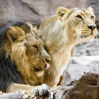 Löwenpaar im neuen Raubtierhaus des Nürnberger Tiergartens