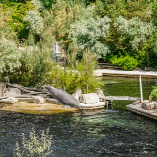 ( Bild: Tom Burger / Tiergarten Nürnberg ) Tiergartenbesuch in der Delfinlagune