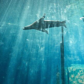 ( Bild: Tom Burger / Tiergarten Nürnberg ) Tiergartenbesuch in der Delfinlagune