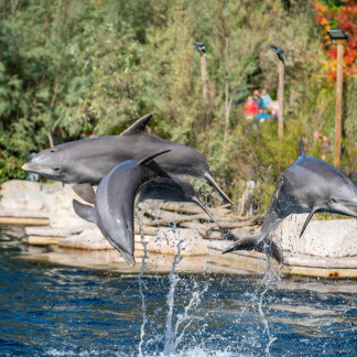 ( Bild: Tom Burger / Tiergarten Nürnberg ) Tiergartenbesuch Delfinlagune