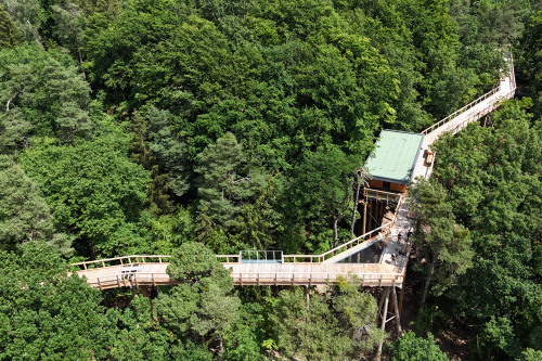 Der Holzsteg des Klimawaldpfads im Tiergarten schlängelt sich durch die Baumwipfel.