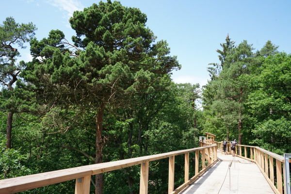 Der Holzsteg des Klimawaldpfads im Tiergarten schlängelt sich durch die Baumwipfel.
