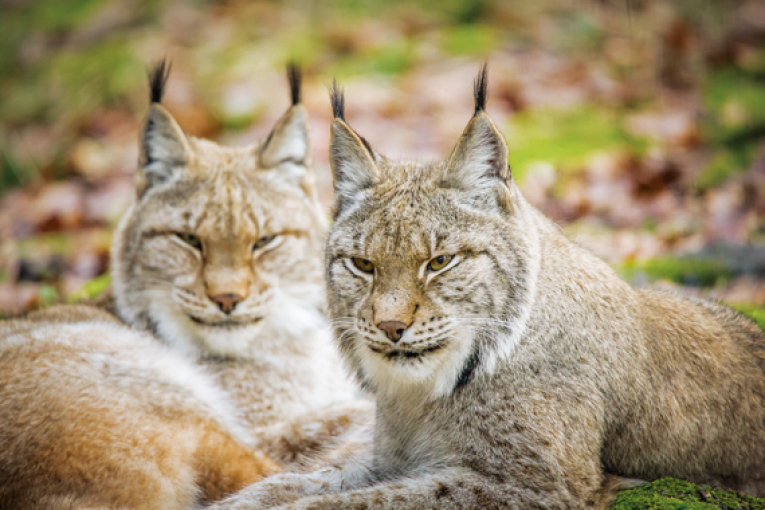 Luchse im Wildpark Hundshaupten