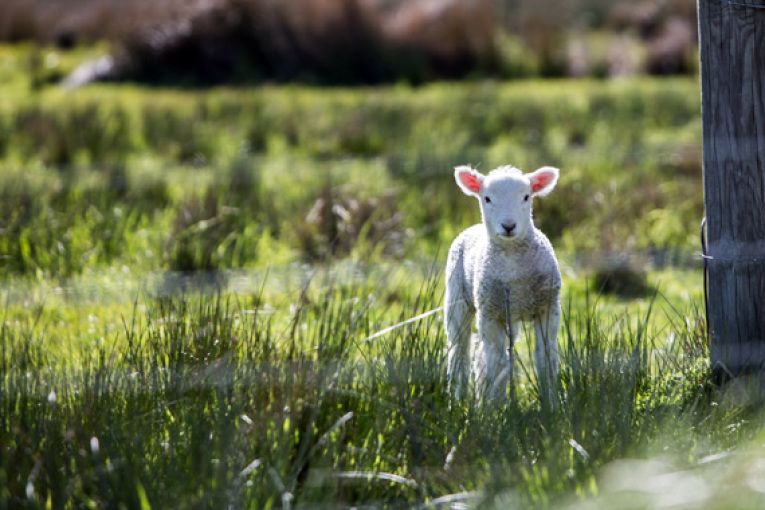 Lamm auf der Wiese