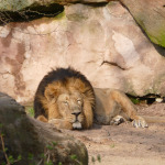 Löwe Subali im Tiergarten Nürnberg
