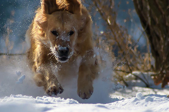 Ein Hund läuft schnell durch eine schneebedeckte Landschaft