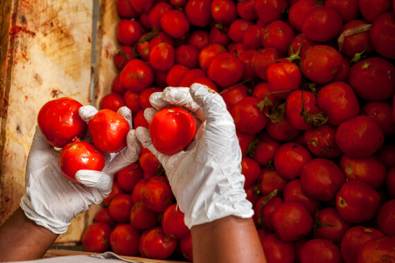 Woman worker selecting box of tomatoes