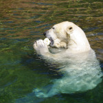 Eisbär im Tiergarten