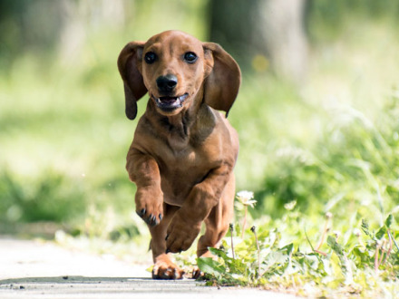 Foto von einem rennenden Hund im Sommer., Bild © pixabay