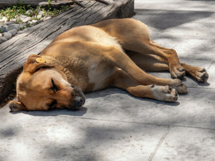 Foto von einem Hund im Schatten. Der Hund liegt auf dem Boden und schläft., Bild © AdobeStock