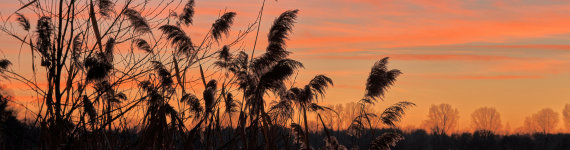 Sonnenuntergang mit Schilf am Dutzendteich
