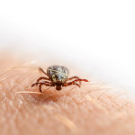 Zecken als gefährlicher Krankheitsüberträger.