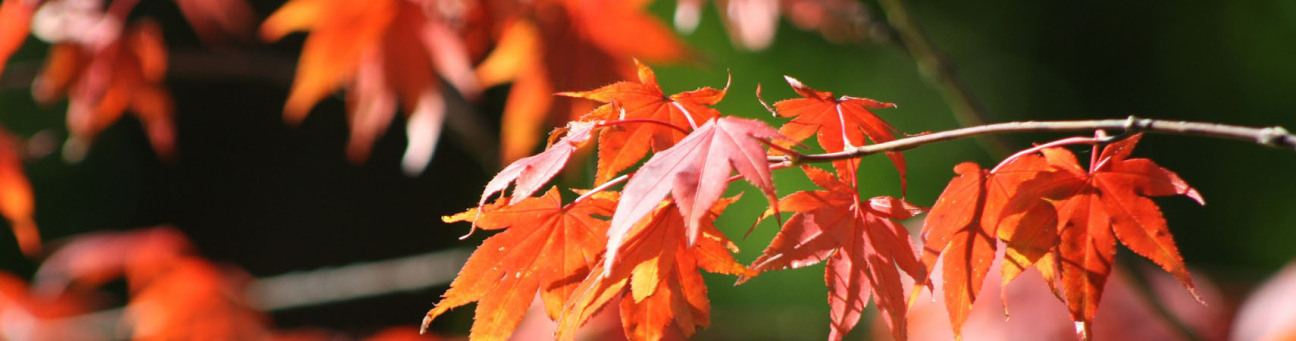 Herbstlaub, Bild © stooni / pixabay.com