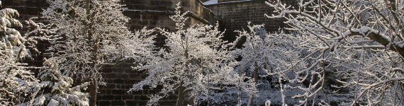 Verschneite Bäume in der Altstadt
