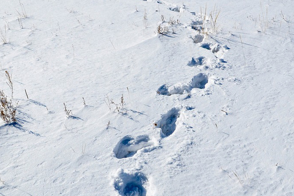 Fußabdrücke im Schnee