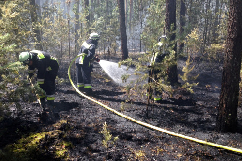 Feuerwehrleute bekämpfen einen Waldbrand.
