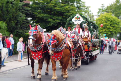 Pferdegespann beim Kirchweihumzug