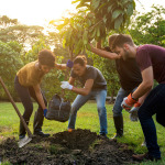 Eine Gruppe pflanzt einen Baum im Garten.