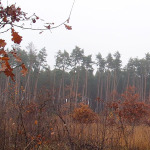 Stadt kauft Wald im Ritterholz