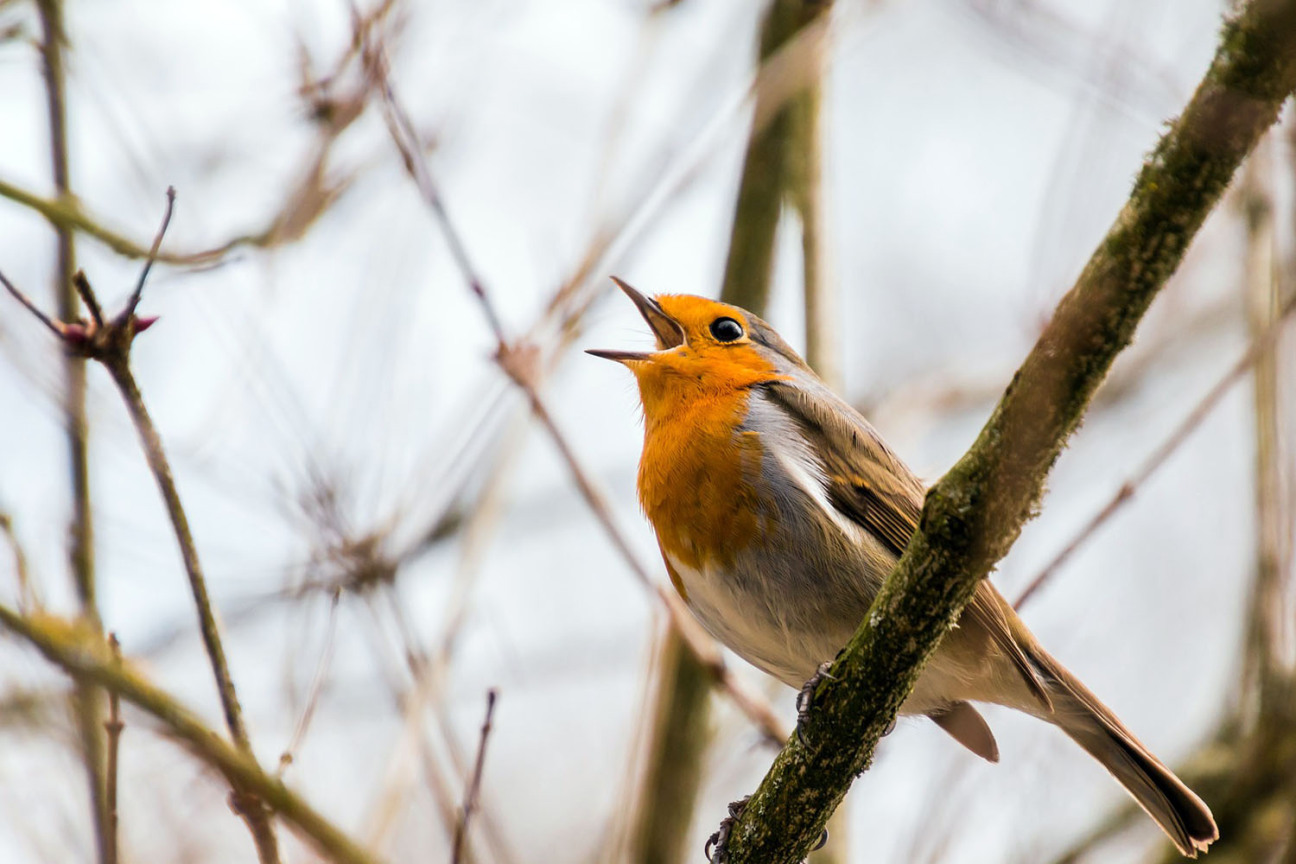 Rotkehlchen im Frühling, Bild © Bild: Stadt Nürnberg
