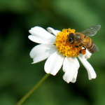 Biene auf einer Wildblume