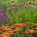 Das neue Gesicht des Europaplatzes: Bunte Stauden wie Katzenminze, Scharfgarbe und Sonnenhut