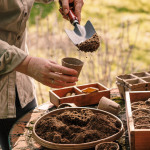 Ein Hobbygärtner bereitet die Aussaat vor und füllt kleine Töpfchen mit Erde.