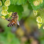 Honigbiene an einer Blüte