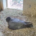 Ein Wanderfalke brütet seine Eier im Sinnwellturm.