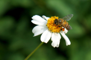 Biene auf einer Wildblume
